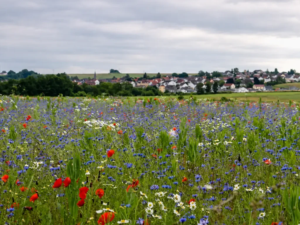 Blühende Wiese mit roten Mohnblumen, blauen Kornblumen und weißen Margeriten vor einem Dorf im Hintergrund