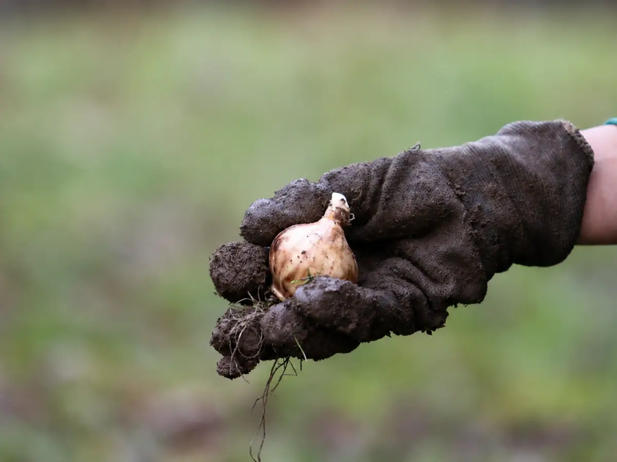 Hand mit Gartenhandschuh hält eine Blumenzwiebel während einer Pflanzaktion zur Landesgartenschau Oberhessen 2027
