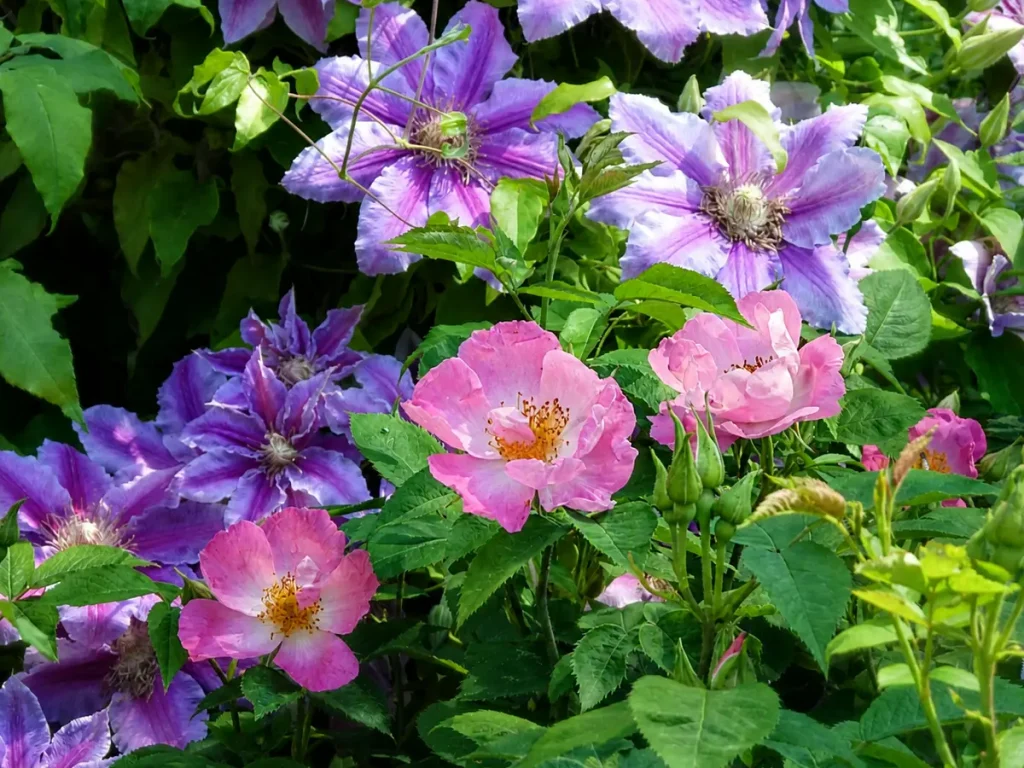 Blühende Clematis und Rosen als Beispiel für farbenreiche Gartenbepflanzung mit Kletterpflanzen und Strauchrosen