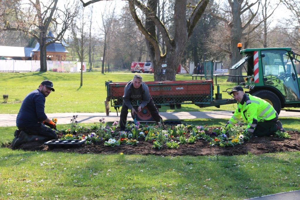 Gärtner pflanzen Blumenbeet im Park mit Traktor im Hintergrund
