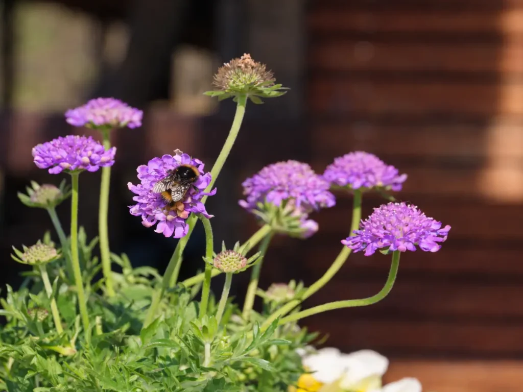 Hummel sammelt Nektar auf lila Blüten im Garten