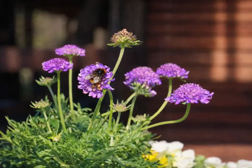 Hummel sammelt Nektar auf lila Blüten im Garten