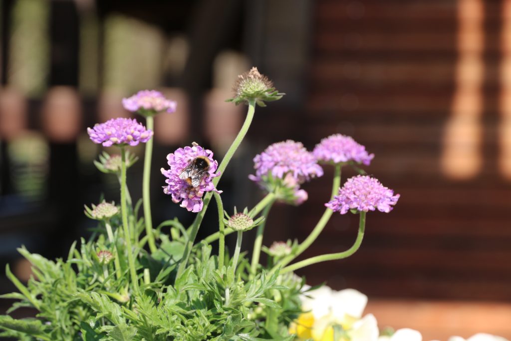 Lila Blütenpflanze im Garten mit unscharfem Hintergrund
