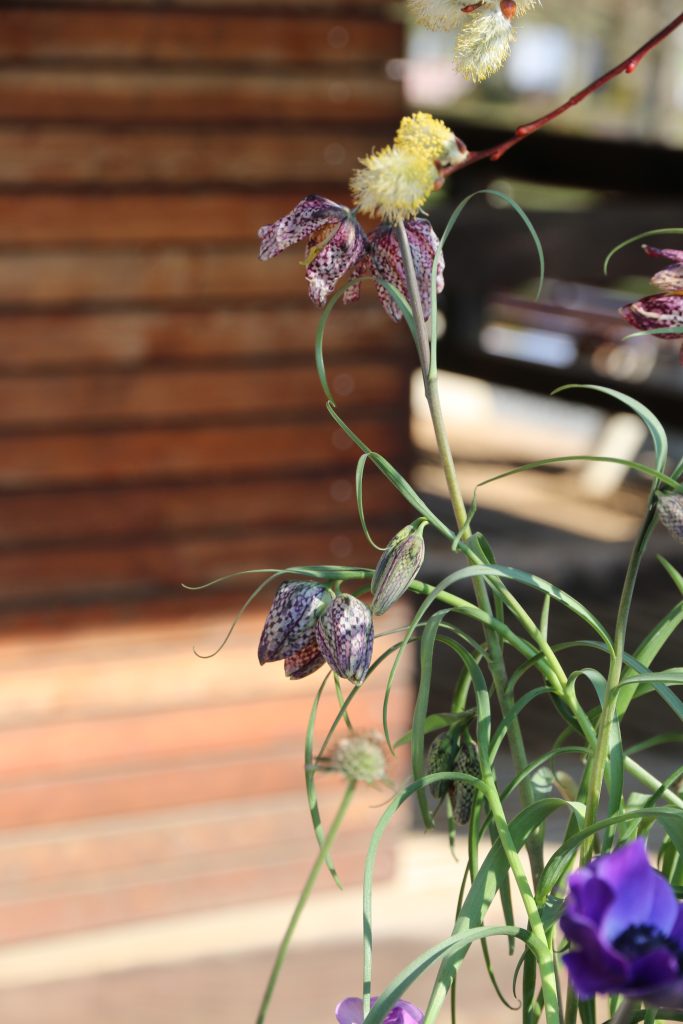 Zarte Blume mit geschwungenem Stiel vor unscharfem Hintergrund