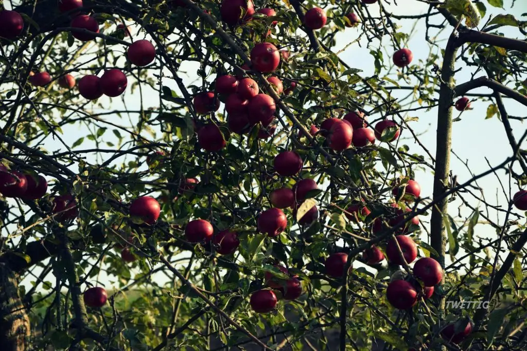 Ein Apfelbaum mit vielen reifen, roten Äpfeln, vor blauem Himmel