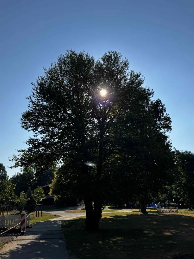 Großer Baum mit dichter Krone, durch deren Blätter die Sonne scheint