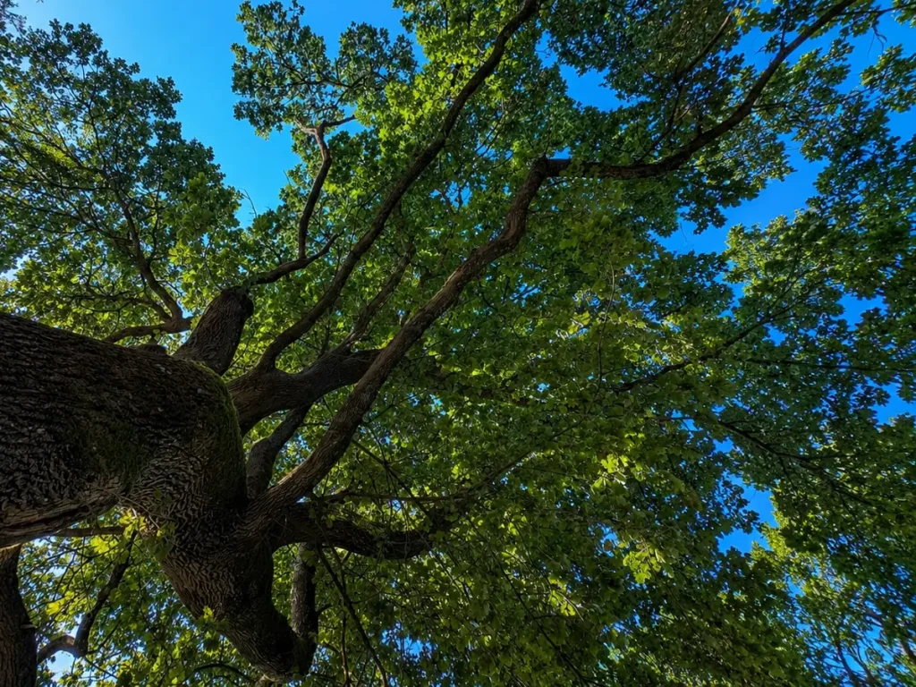 Blick nach oben in die grüne Baumkrone eines alten Baumes vor blauem Himmel