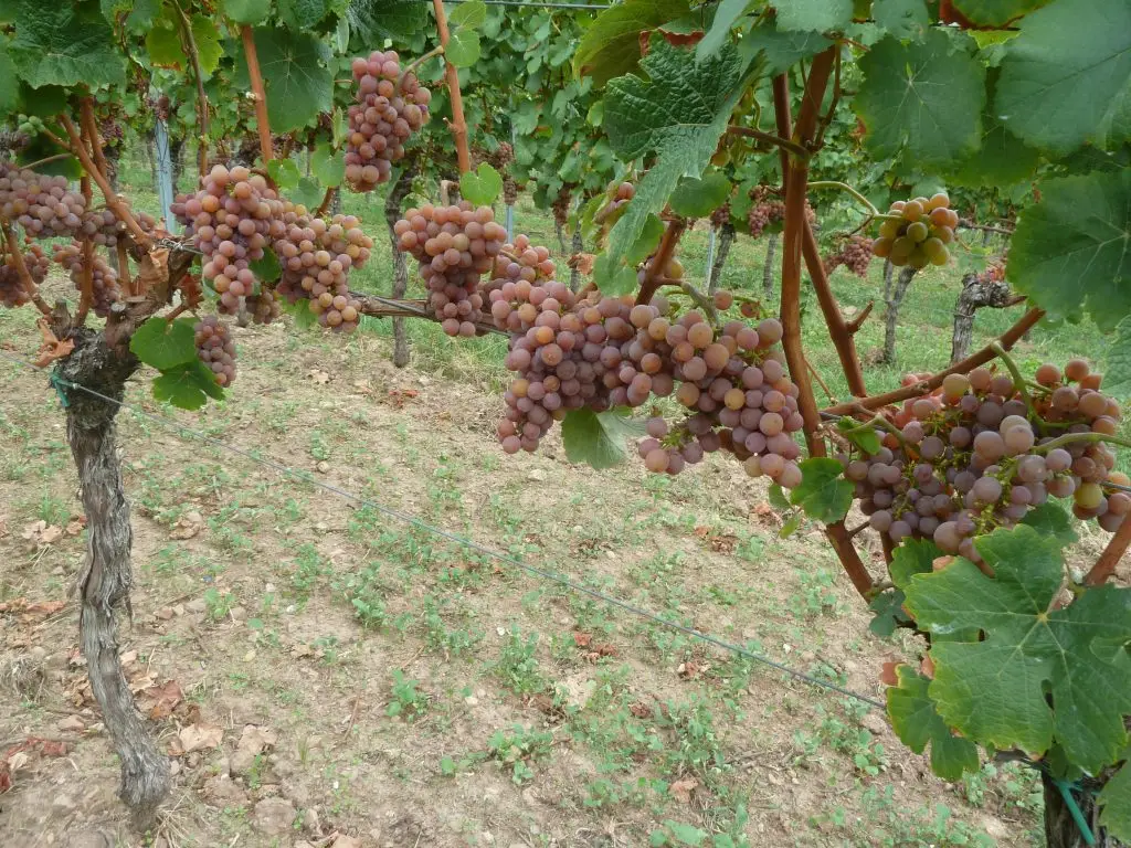 Rebstöcke mit zahlreichen rosafarbenen bis rötlichen Trauben in einem Weinberg.