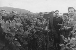 Rebstöcke mit zahlreichen rosafarbenen bis rötlichen Trauben in einem Weinberg.