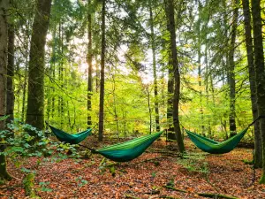 Drei grüne Hängematten hängen zwischen Bäumen in einem sonnigen Wald.
