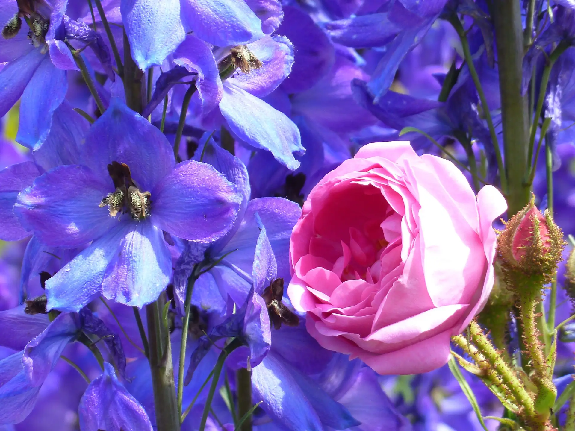 Rosafarbene Rose zwischen zahlreichen blau-violetten Ritterspornblüten.