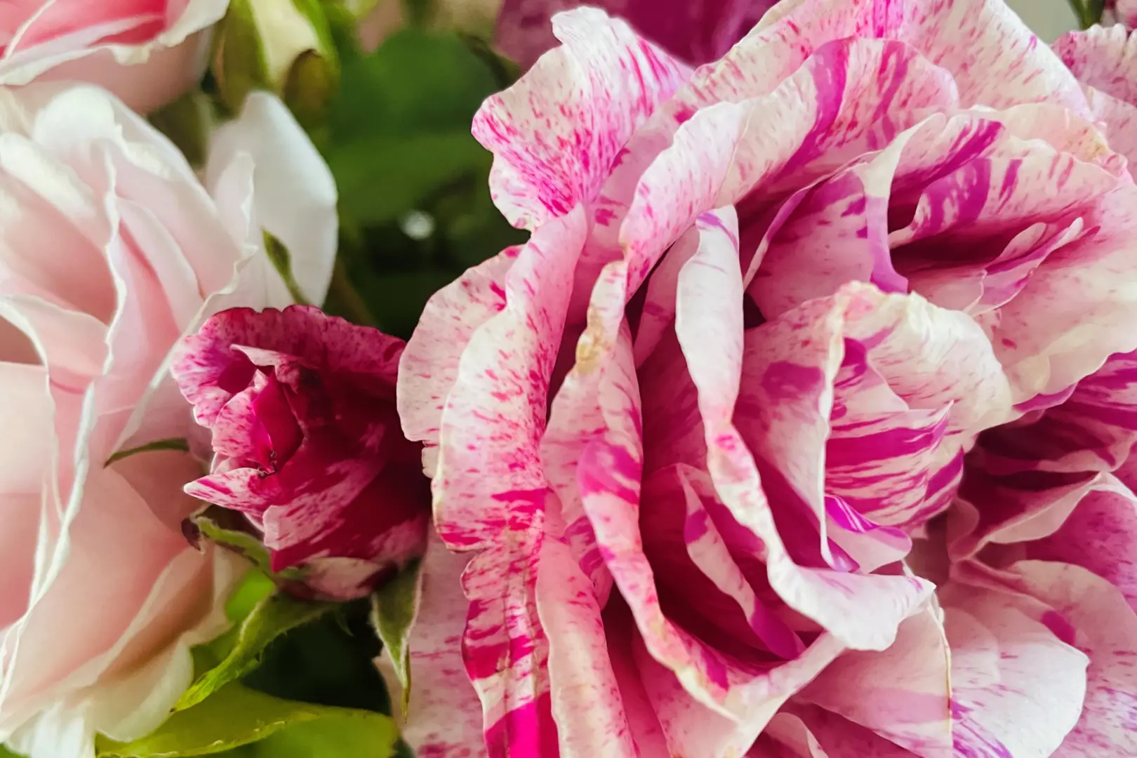 Nahaufnahme einer weiß-rosa gestreiften Rose neben weiteren rosafarbenen Rosenblüten.