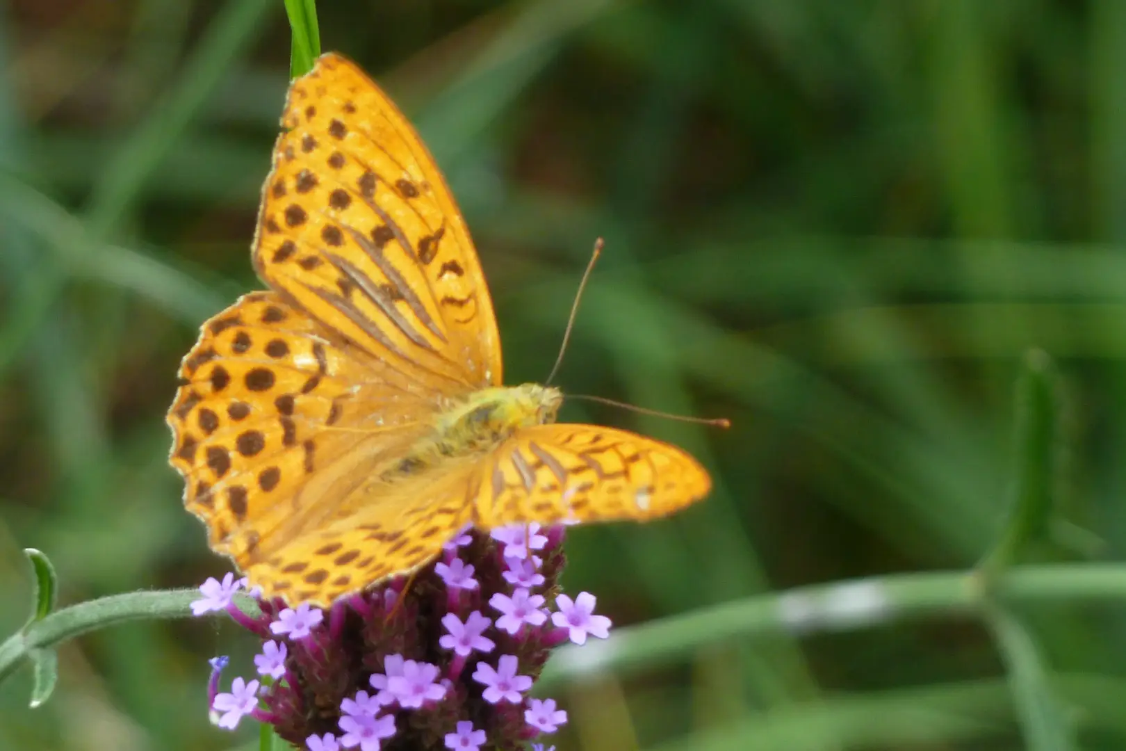 Orangefarbener Schmetterling mit dunkler Zeichnung sitzt auf kleinen violetten Blüten.