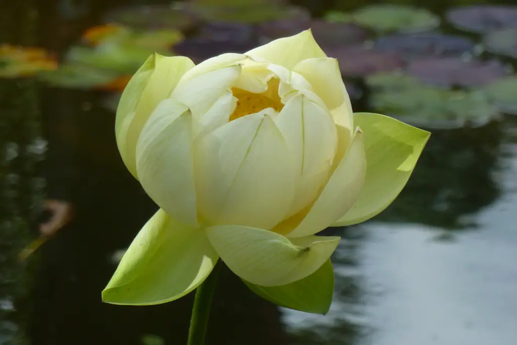 Nahaufnahme einer hellgelben Lotusblüte über einem Teich mit Seerosenblättern.