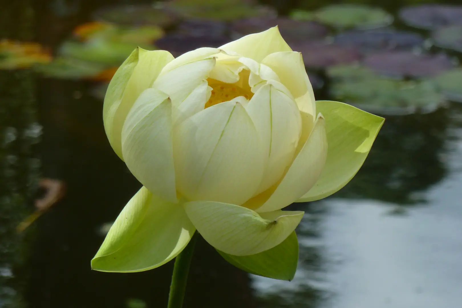 Nahaufnahme einer hellgelben Lotusblüte über einem Teich mit Seerosenblättern.