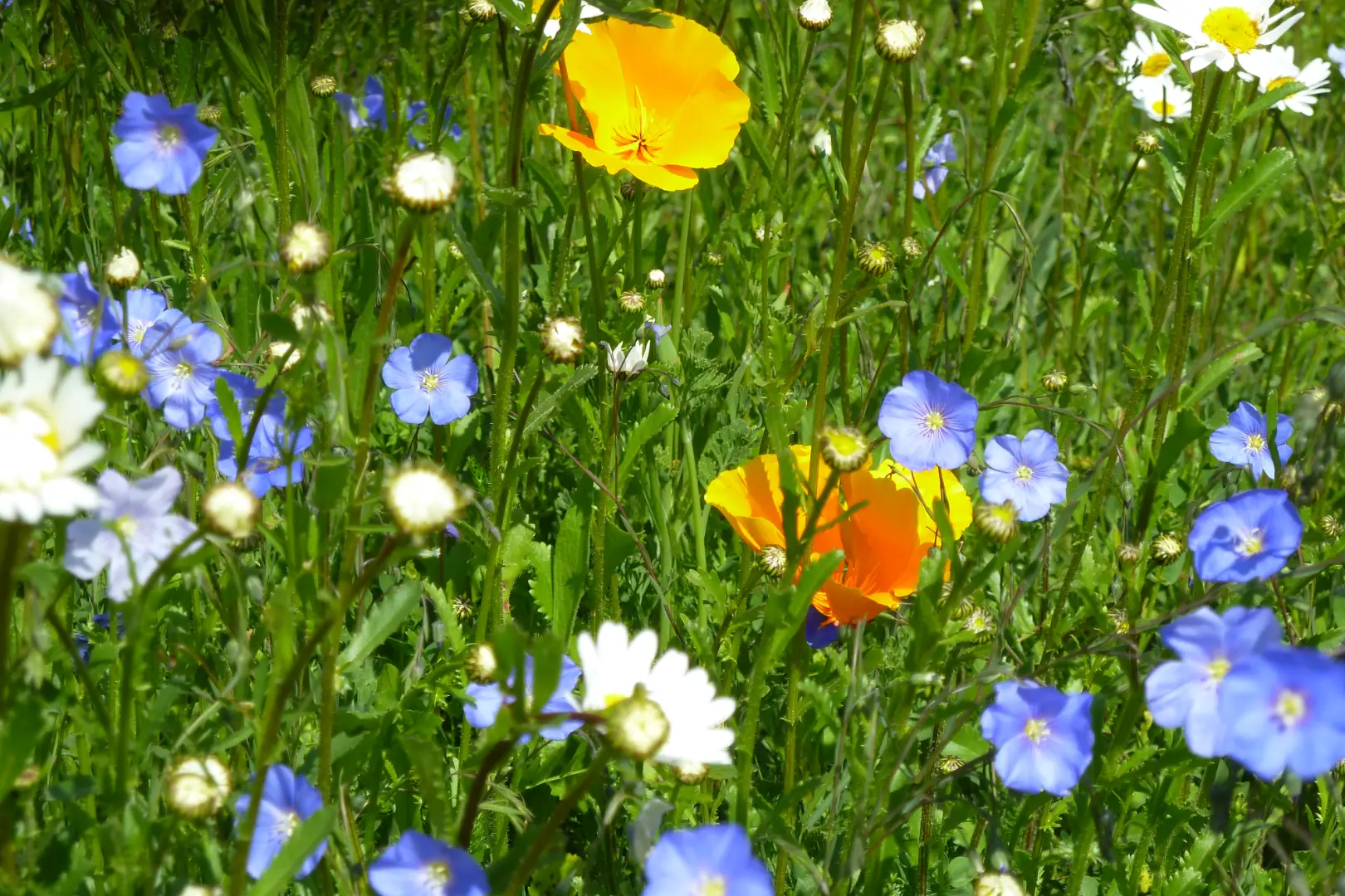 Bunte Wildblumenwiese mit gelbem Goldmohn, blauem Lein und weißen Margeriten.