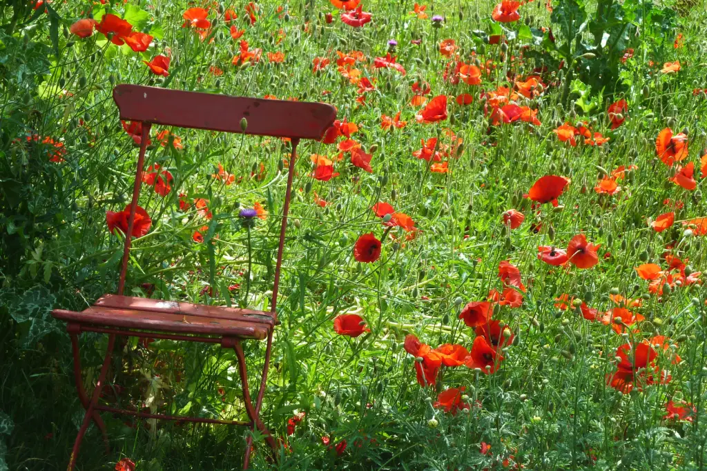 Roter Metallstuhl inmitten einer dicht blühenden Wiese mit zahlreichen roten Mohnblumen.