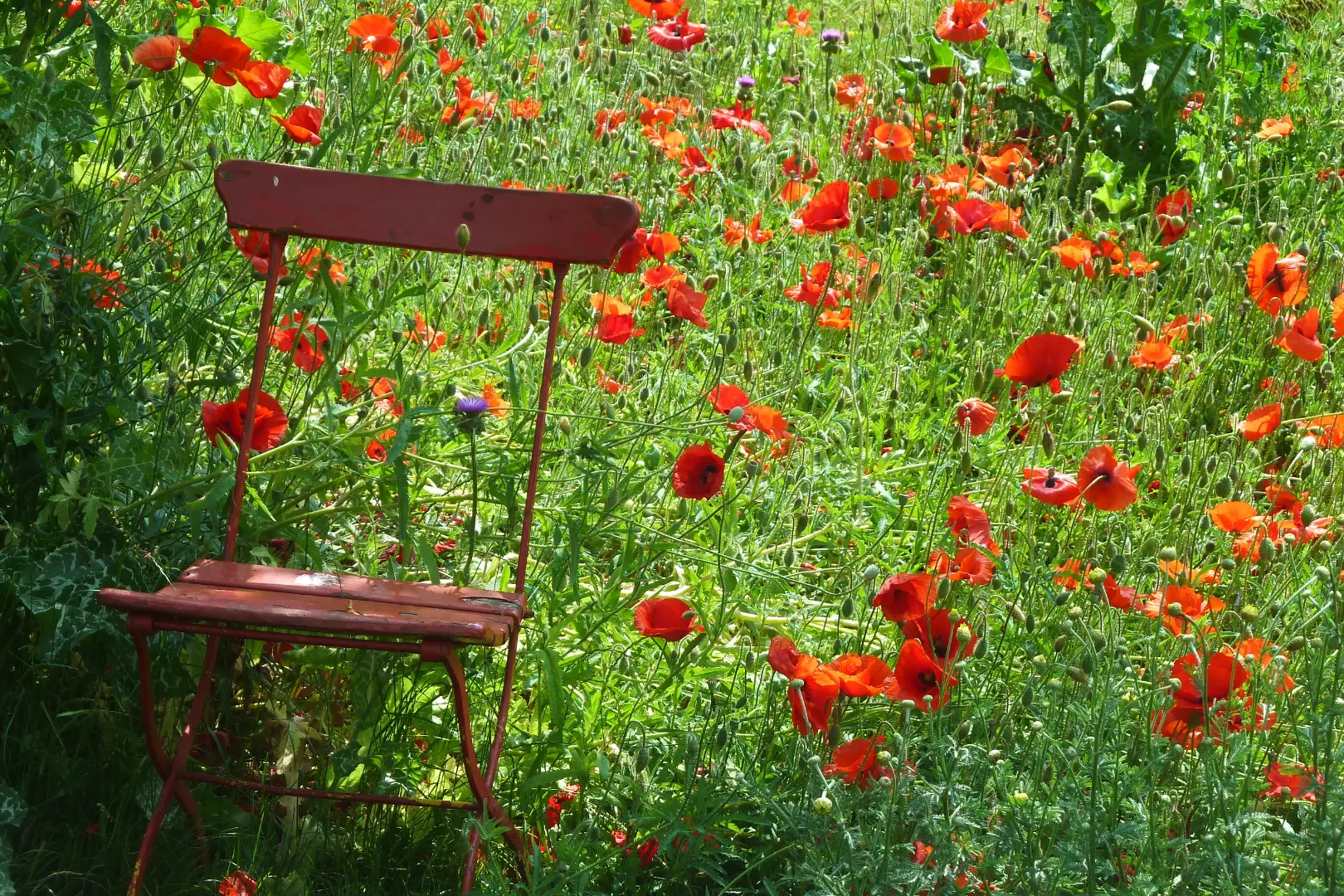 Roter Metallstuhl inmitten einer dicht blühenden Wiese mit zahlreichen roten Mohnblumen.