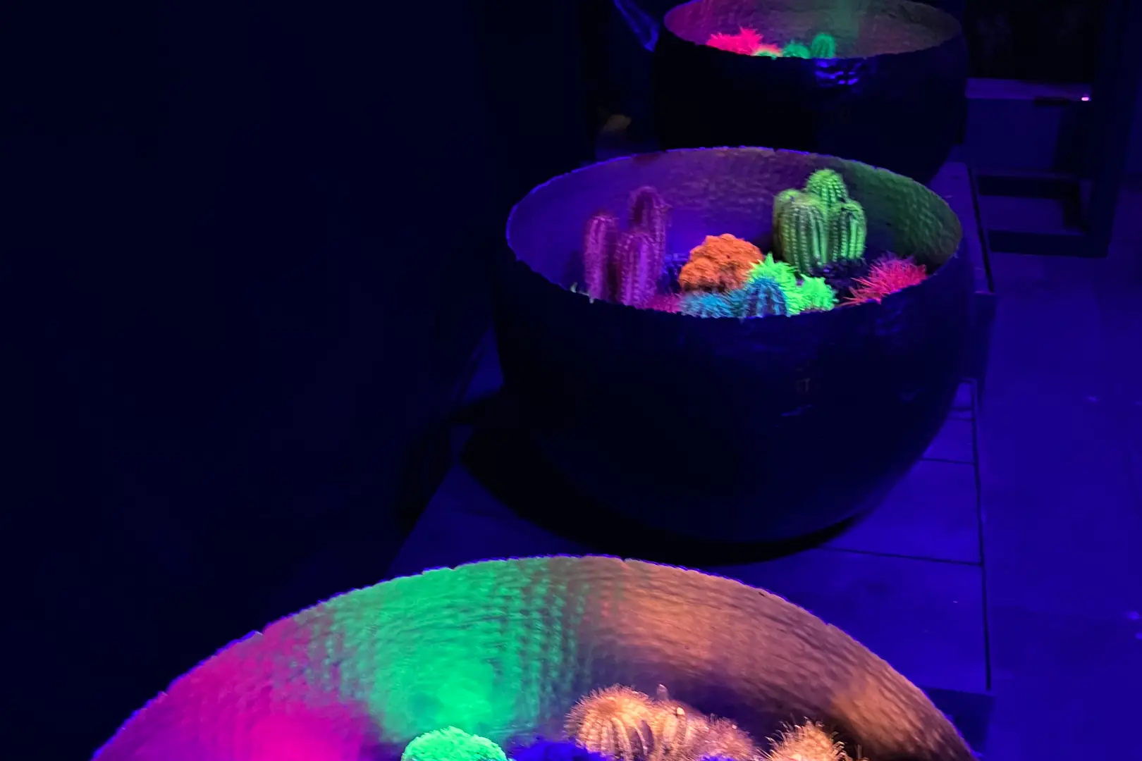Leuchtend inszenierte Kakteen und Sukkulenten in großen dunklen Schalen unter violett-blauem Licht.